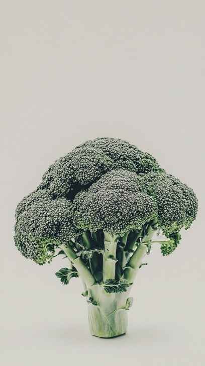 Fresh broccoli head Fresh broccoli head