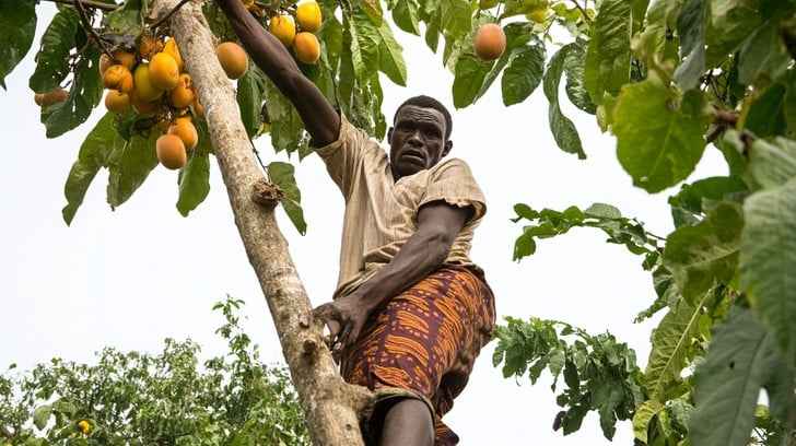Man climbs tree
