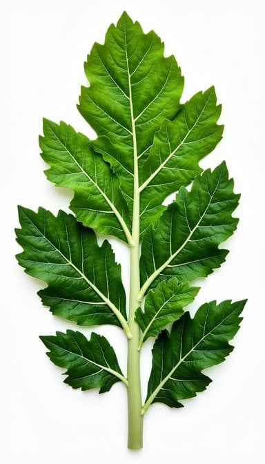 Verdant Kale Leaf Verdant Kale Leaf