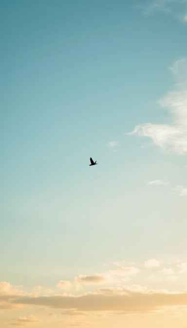 Freedom In Flight