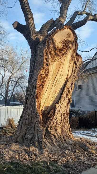 Damaged old tree