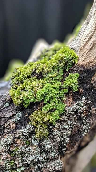 Mossy Tree Bark Mossy Tree Bark