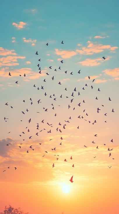 Sunset bird flock