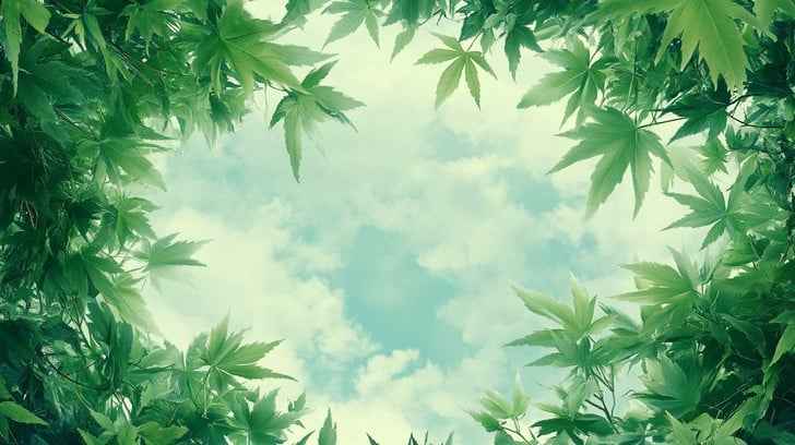 Leafy sky view Leafy sky view