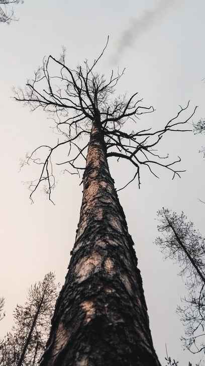 Tall barren tree Tall barren tree