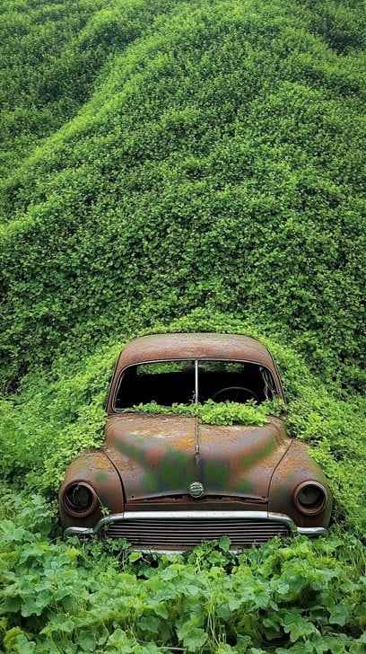 Car Overgrown with Vines