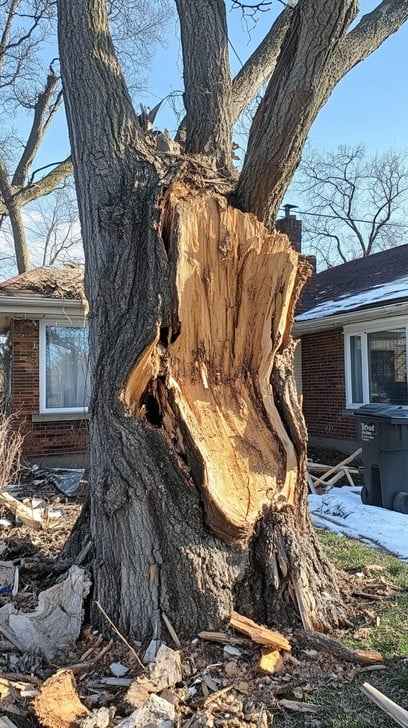 Damaged towering tree
