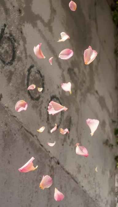 Petals Meet Concrete