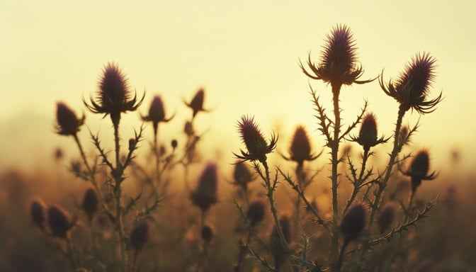Thistle Golden Silhouettes