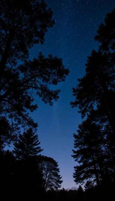 Stars Above Trees Stars Above Trees