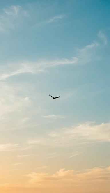 Freedom In Flight Freedom In Flight