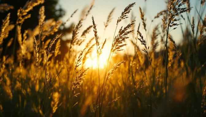 Golden Grass Symphony