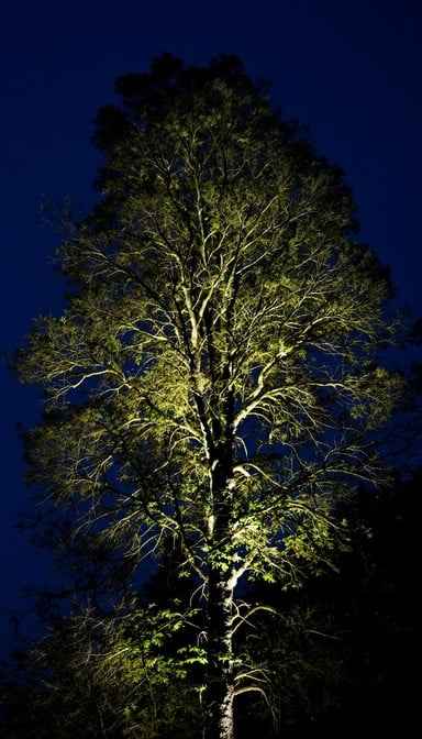 Illuminated Night Tree