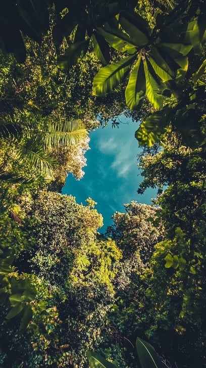 Tropical Sky View Tropical Sky View