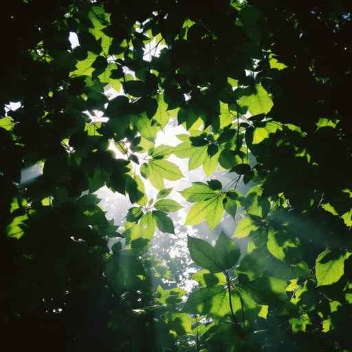 Sunlit Forest Canopy Sunlit Forest Canopy