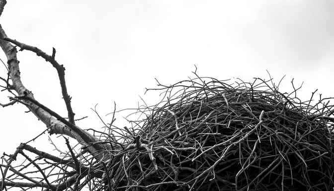 Nature's Woven Home Nature's Woven Home