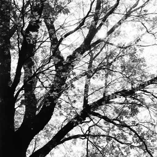Branches Against Sky