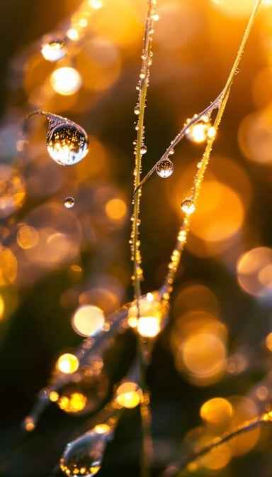 Dewdrops Catch Light Dewdrops Catch Light
