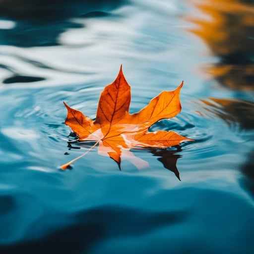 Autumn leaf floating Autumn leaf floating