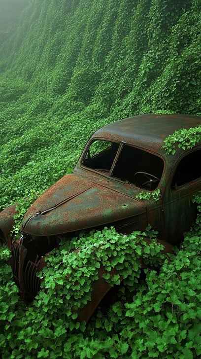 Overgrown vintage car Overgrown vintage car