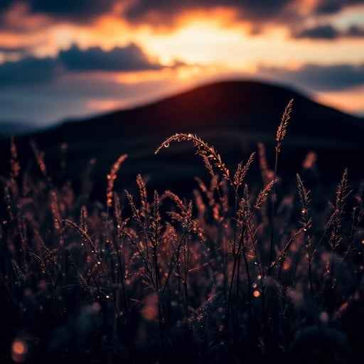 Sunset Through Grass Sunset Through Grass